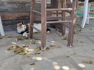 One of his 2 cats, Kitty 10 years old at Andriakon in Andros