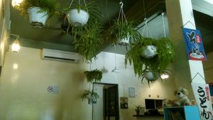 so many green at Sushi Kitchen in Alor Setar