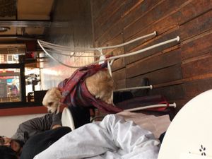 Dog enjoying the restaurant - pleasant outdoor seating with a heater at Shakti en Chile in Santiago