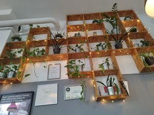 Beautiful wall of plants at Lokal Vegan Bistro in Warsaw