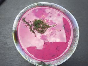  at Lokal Vegan Bistro in Warsaw