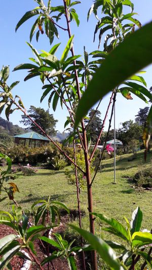Garden and meditation room at Puerta de Jade in Alajuela