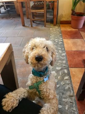 Our dog enjoyed as well :) at La Colmena in San Andres Cholula