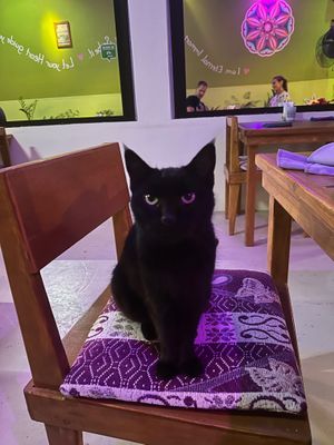  at Rumi Garden in Todos Santos