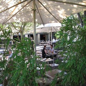 Shady outdoor seating area at Bodhi in Sydney