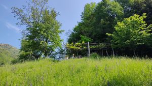 Kiwi pergola at Eco Rooms Slovenia in Sela Nad Podmelcem