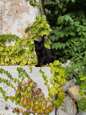 One of the cats at Eco Rooms Slovenia in Sela Nad Podmelcem