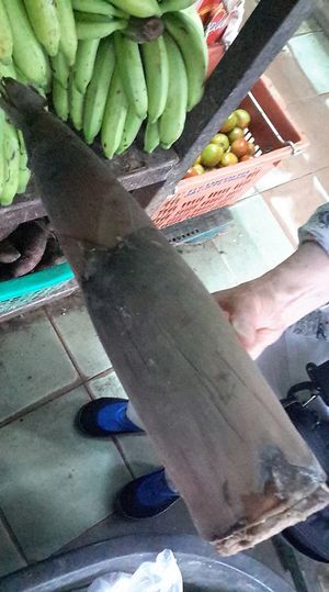 This is a banana flower! at La Carotte Qui Rit in Koh Tao