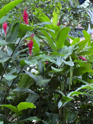 Jardim  at Vegan Vegan in Rio De Janeiro