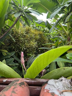 Jardim  at Vegan Vegan in Rio De Janeiro