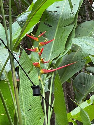   at Vegan Vegan in Rio De Janeiro