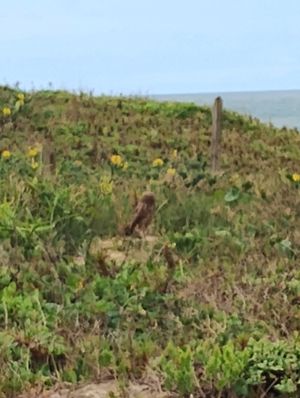 The resident owl and an attraction at Baruc Natural in Florianopolis