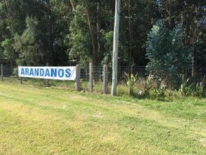 Blueberries in Spanis at Arandanos in Punta Del Este