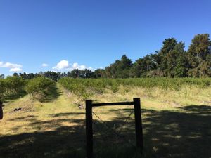Fields of blueberries at Arandanos in Punta Del Este