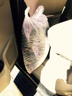 Bag of frozen organic blueberries at Arandanos in Punta Del Este