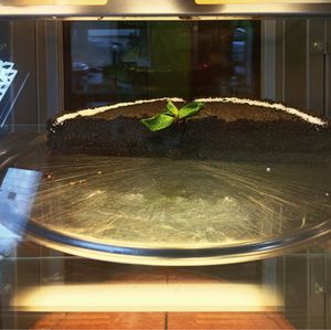 Mohnkuchen at Veggie Garden in Prague