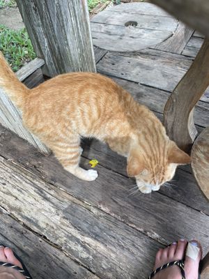   at Chaba Cafe and Gallery in Koh Yao Noi