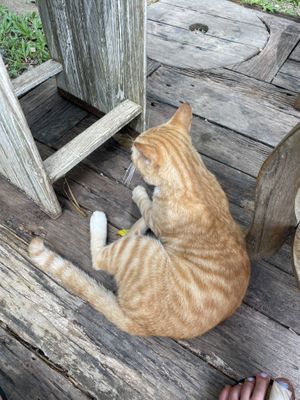  at Chaba Cafe and Gallery in Koh Yao Noi