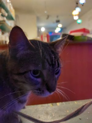 Baklava é a gatinha que fica ao redor at Istanbul in Paraty