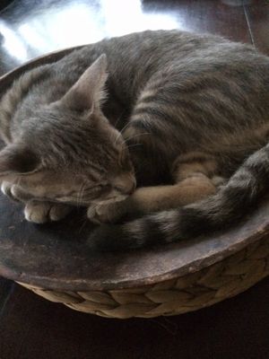 Our best friend! at Amaluna Restaurant & Lab in Punta Cana