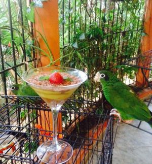 THE BEST ANIMAL TASTING! at Amaluna Restaurant & Lab in Punta Cana