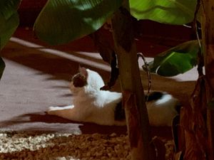 Uno de los camareros :) at Amaluna Restaurant & Lab in Punta Cana