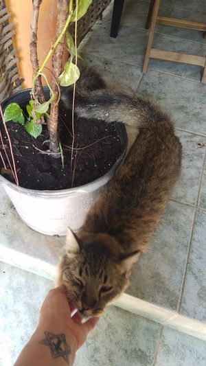 Kitty! at Amaluna Restaurant & Lab in Punta Cana