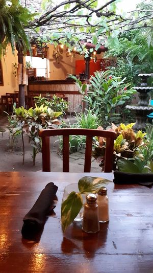 Garden at Pita Pita in El Pizzaiole in Granada