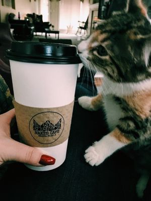 A kitty with a craving for some organic coffee at Naked Cafe in Kelowna