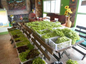 Ban Chlorophyll Salad and Vegetarian  at Ban Chlorophyll in Pattaya