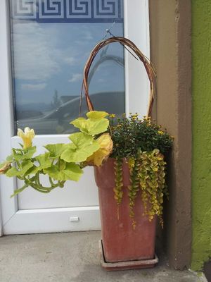 Lovely flowers 🌷💜🌷 at triVida in Klagenfurt