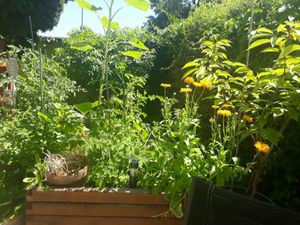 Gastgarten mit Eigenanbau at triVida in Klagenfurt