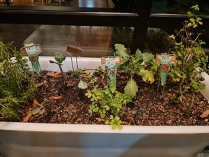 Herbs at the restaurant door at True Food Kitchen in Atlanta