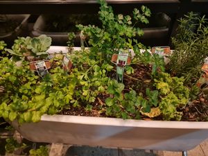 More herbs at True Food Kitchen in Atlanta