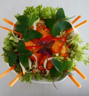 Oxalis salad at Mexicali by Trofo Garden in Bucaramanga