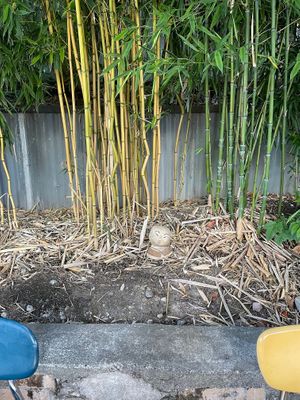 Patio - Bamboo at Redwing Cafe in Seattle