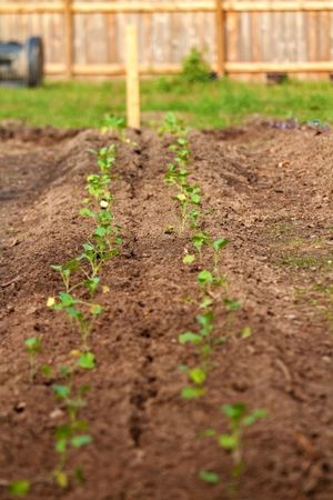 Sprouting Garden at Season's Harvest Cafe in Cypress