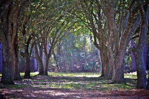 Row of Oaks in the back at Season's Harvest Cafe in Cypress