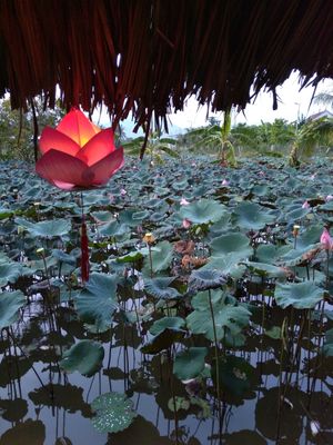 Lotus at Sen Thien Quan in Nha Trang