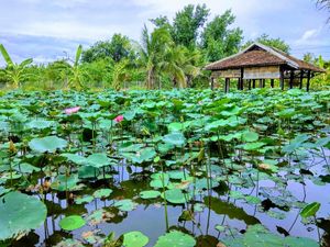 Views at Sen Thien Quan in Nha Trang