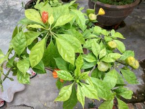 Plants at Sen Thien Quan in Nha Trang