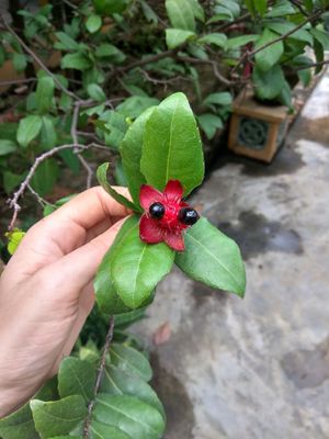 Plants at Sen Thien Quan in Nha Trang
