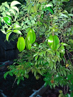 Carambola at Sen Thien Quan in Nha Trang
