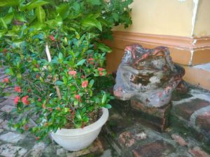 .. at Sen Thien Quan in Nha Trang