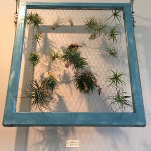 Living artwork on the walls. Air plants. at Pulp + Sprout Juice Bar and Vegan Cafe in Asheville