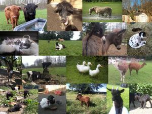 some of our rescued animals at Hof-Sonnenweide in Weppersdorf