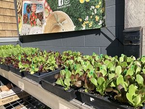 Outside greens for sale at The Food Co-op in Port Townsend