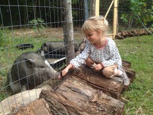 Visiting with the rescued potbellied pigs. at Wild Earth Farm and Sanctuary in Irvine