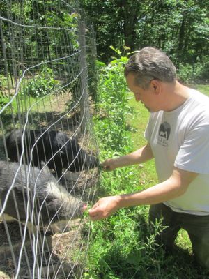 Meeting the rescued pigs! at Wild Earth Farm and Sanctuary in Irvine