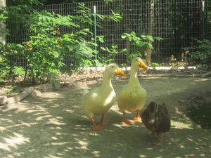 Rescued Ducks at Wild Earth Farm and Sanctuary in Irvine